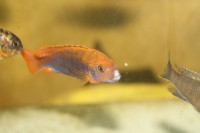 /album/fotogaljerjeja/jodotrofeus-samets-2-jpg/